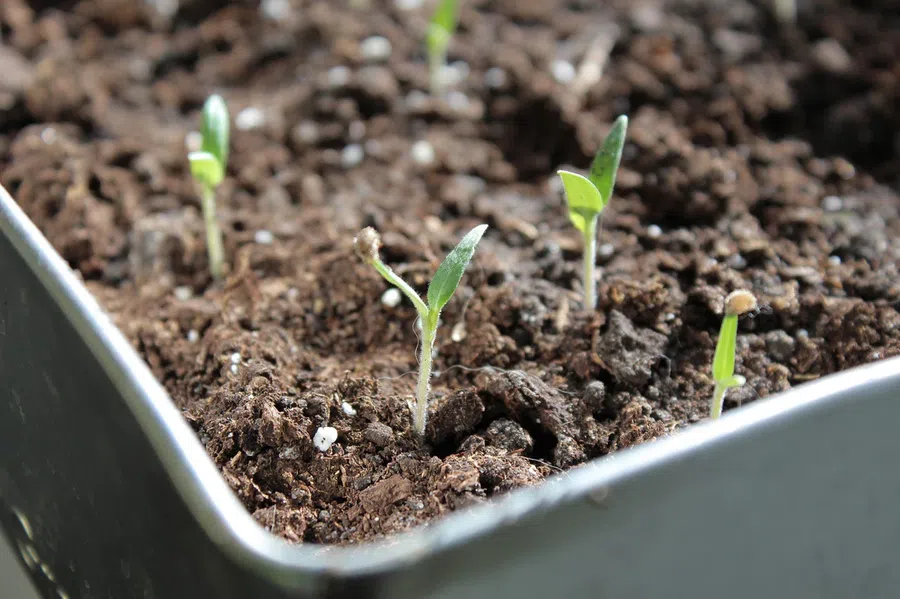 Лунный календарь полива и подкормки рассады томатов в марте 2022: благоприятные дни для лучшего роста и как не залить посев