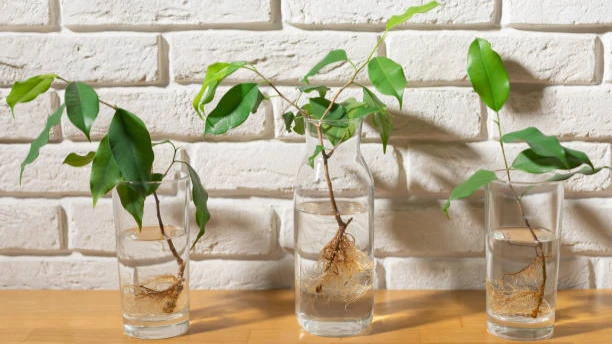 Получение черенков от укоренившихся растений — лучший способ сократить расходы. Фото: Piqsels.com