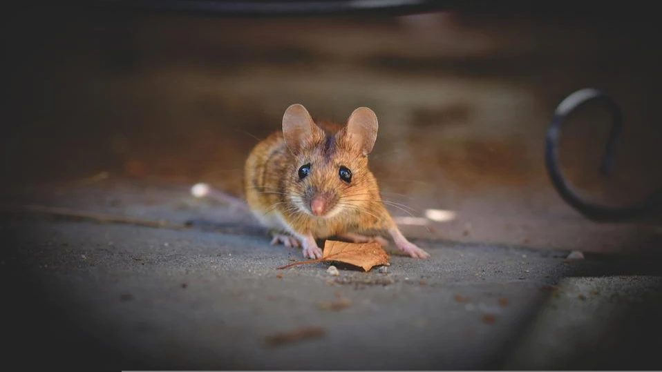 В Австралии «мышиная чума»: может быть уничтожен урожай на миллионы долларов - мышей стало слишком много