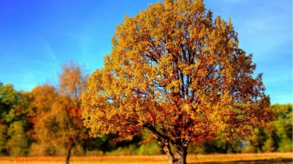Октябрь будет точно, теплее, чем положено по климатическим нормам. Фото: pxhere.com