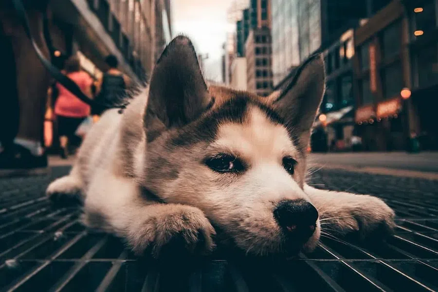 собака