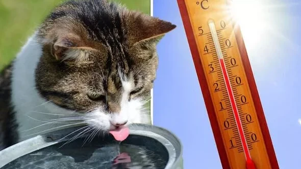 Как помочь кошке пережить жару: 6 способов защитить вашу кошку от теплового удара
