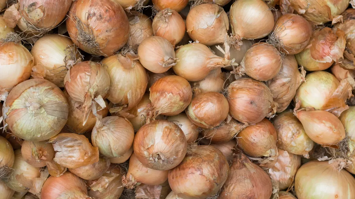 В какие дни по лунному календарю следует убирать лук на хранение в июле и августе 2023 году и как подготовить его к хранению