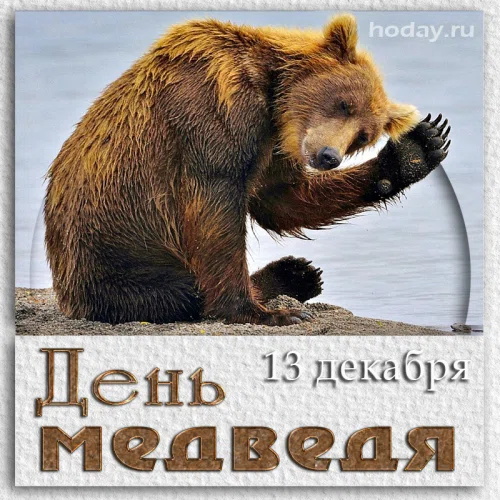 День медведя - 13 декабря. Фото: Нoday.ru