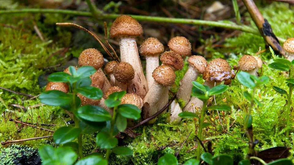 Опята появились – к неурожаю грибов. Фото: pixabay.com
