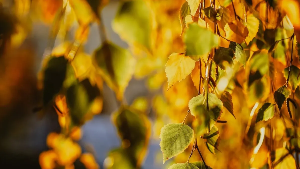 Листья у березы пожелтели внизу, придет холодная весна. Фото:pexels.com