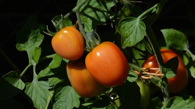 Трюк с аспирином поможет вырастить богатый урожай томатов этим летом 
 -  какие лайфхаки помогут ухаживать за рассадой помидоров
