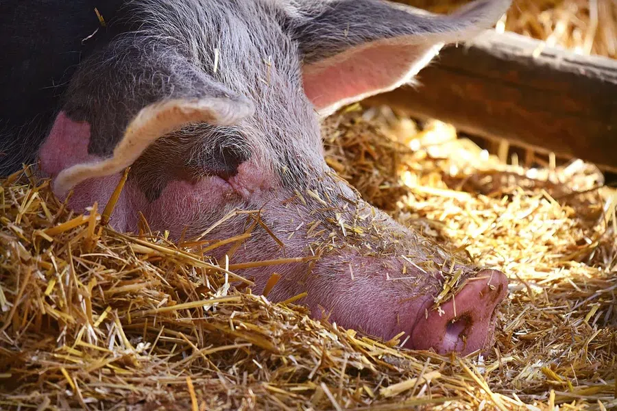 Вспышку африканской чумы выявили на свиноферме мясной компании "Мираторг"