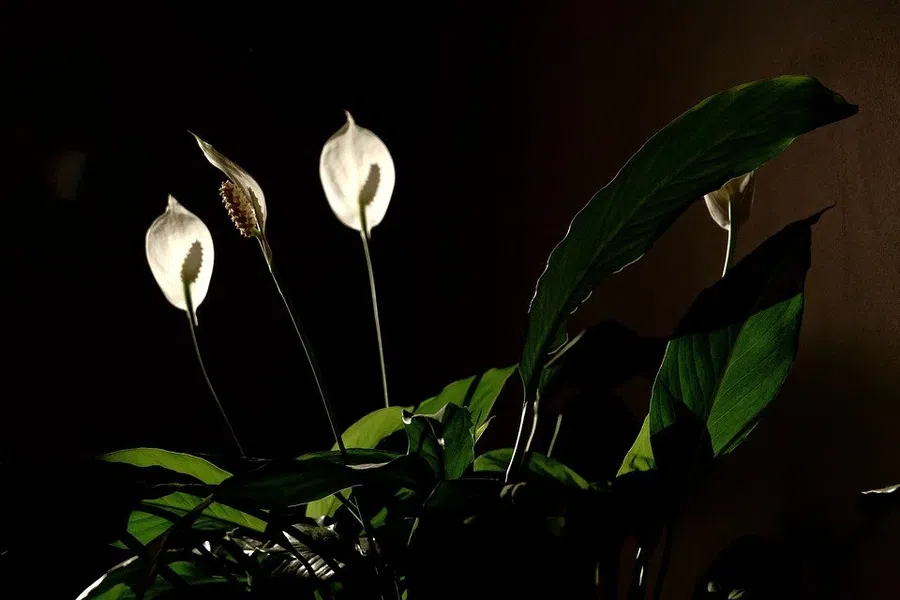 Четыре комнатных растения, которые уменьшат влажность и избавят от конденсата