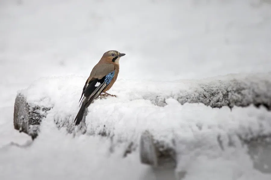 Погода в Искитиме 11 декабря 2021: праздник в честь маленькой птицы отмечается сегодня по народному календарю