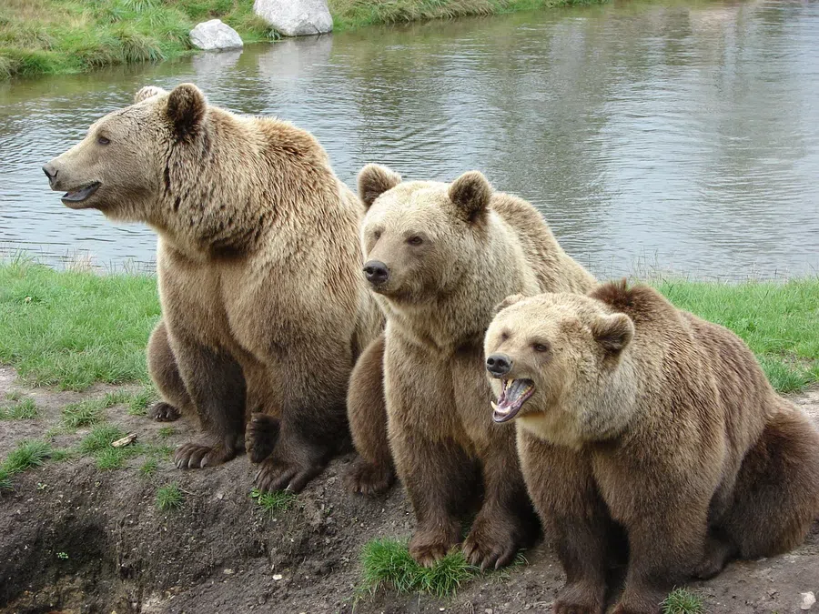 Плюшевые поздравления в День медведя 13 декабря
