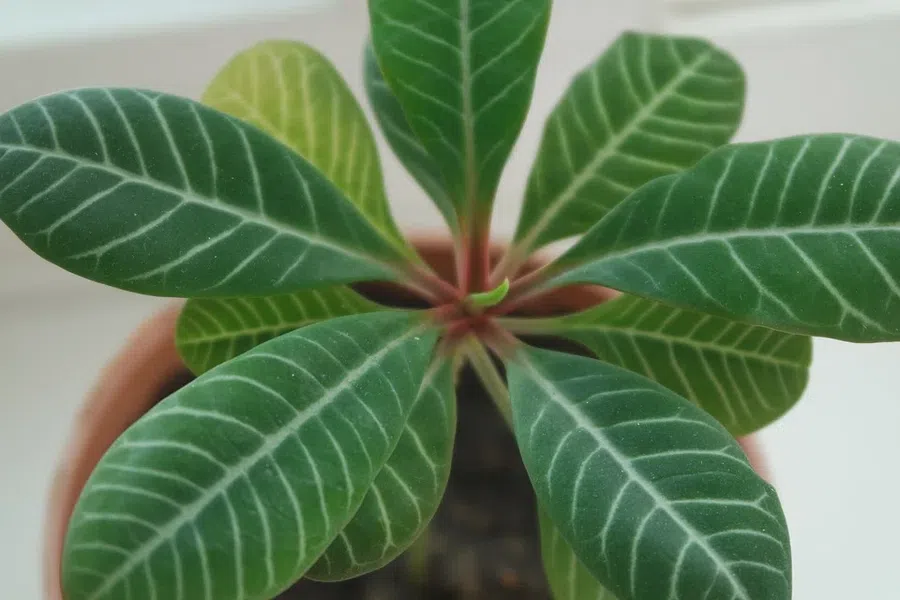 Комнатные растения: эксперт по садоводству делится причинами, по которым ваше растение «сбрасывает листья»
