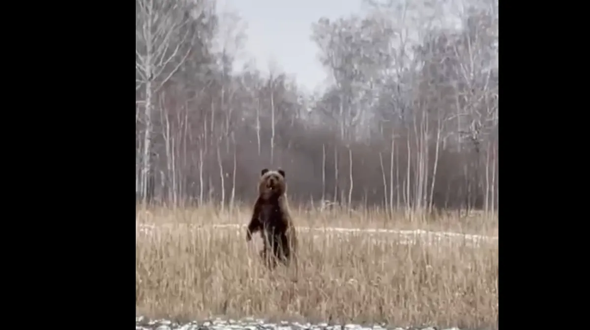 В Новосибирской области после спячки проснулись медведи и подошли близко к местным жителям на видео