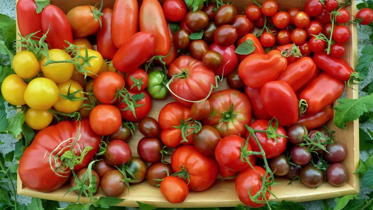 Когда сажать помидоры на рассаду в 2023: лунный календарь на февраль и март – благоприятные и неблагоприятные дни 