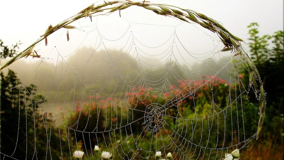 Много паутины в молодое бабье лето – к ясной и холодной зиме. Фото: pixabay.com