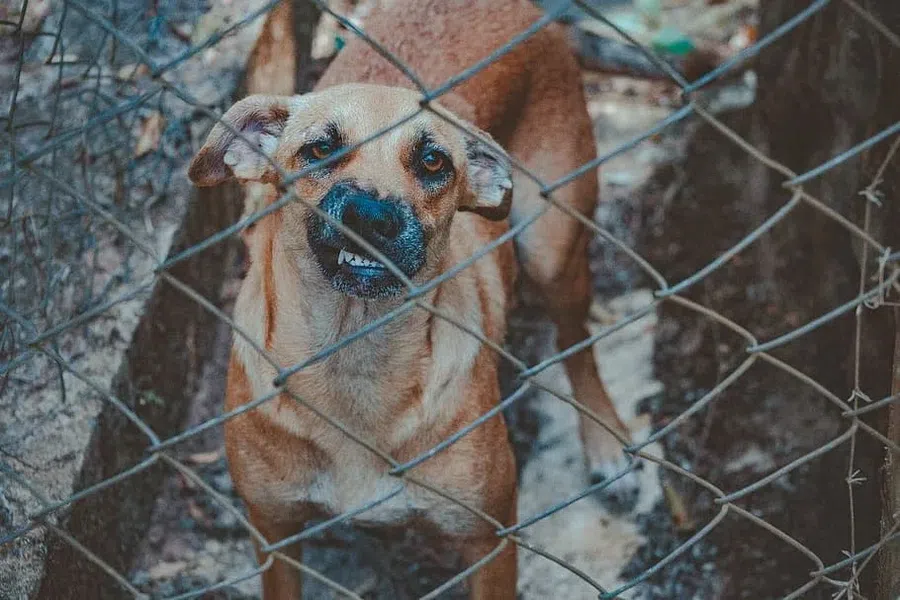 Бешеная собака искусала свою хозяйку в Рязанской области. Все село посадят на карантин