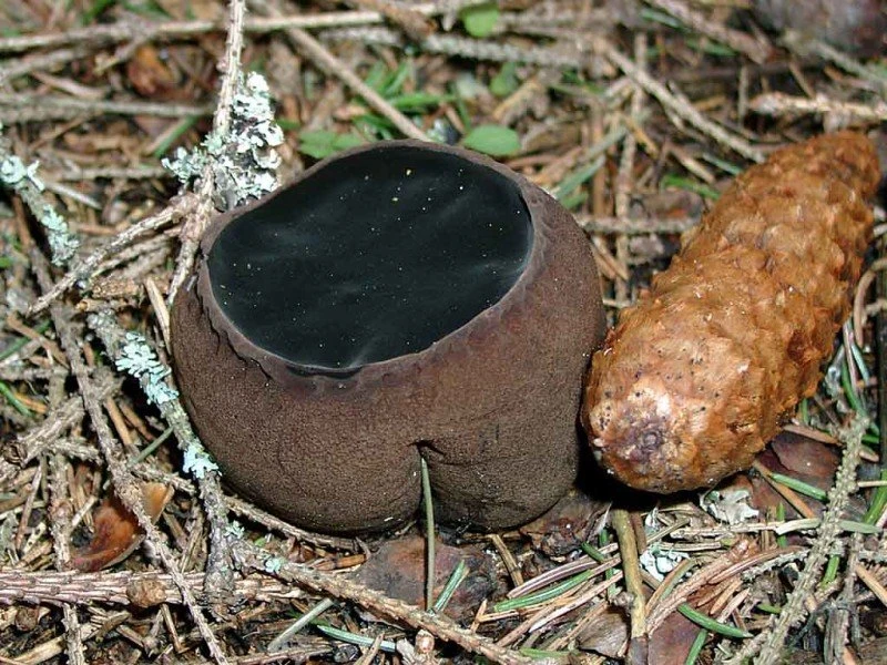 wikigrib.ru