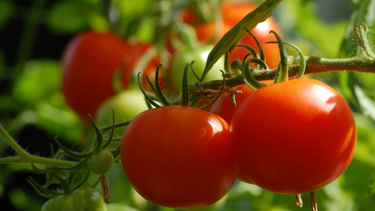 Как ускорить созревание томатов в конце июля и августе: 10 главных рекомендаций и лучшие дни ухода за помидорами по лунному календарю 