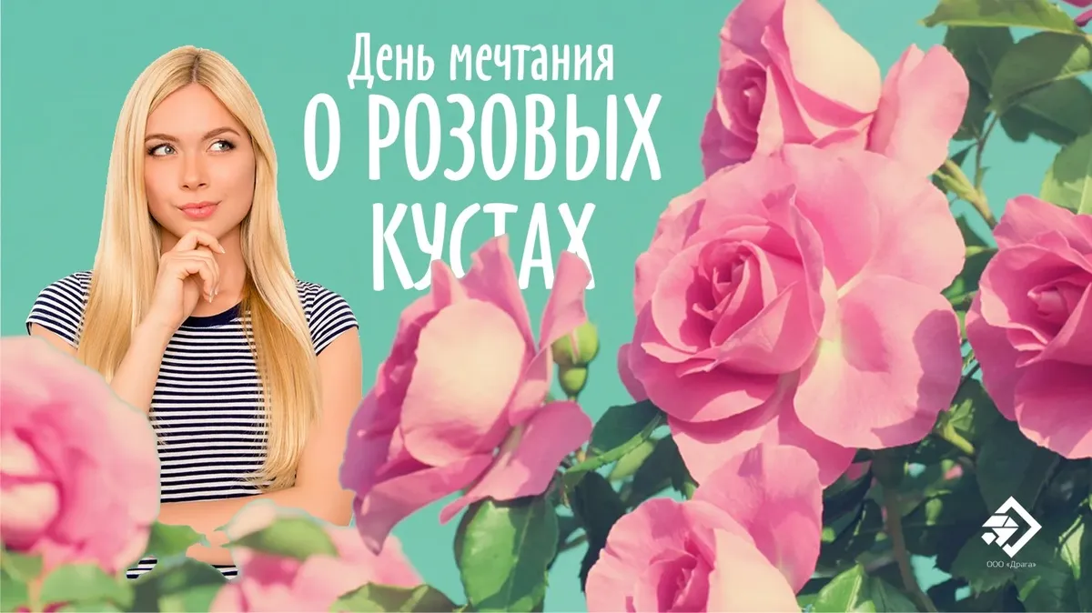 День мечтания о розовых кустах. Иллюстрация: «Весь Искитим»