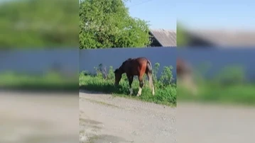 В Свердловской области агрессивная лошадь нападает на людей и собак. Фото: Антон Белозерский