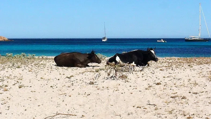 Агрессивные коровы нападают на туристов на популярном пляже Франции