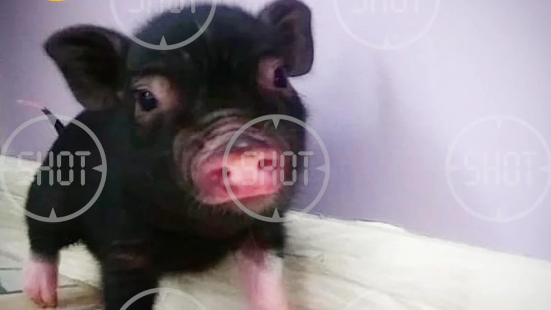 Свинья покусала москвичку на прогулке. Незнакомые люди решили, что у нее ножевое ранение и вызвали «скорую»