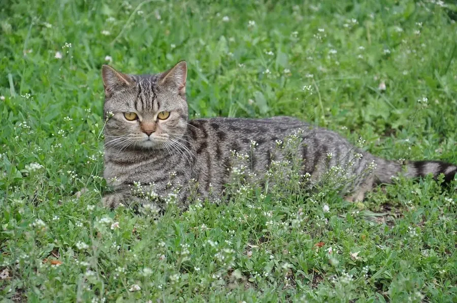 Кот вернулся к хозяйке через 9 месяцев после его кремации