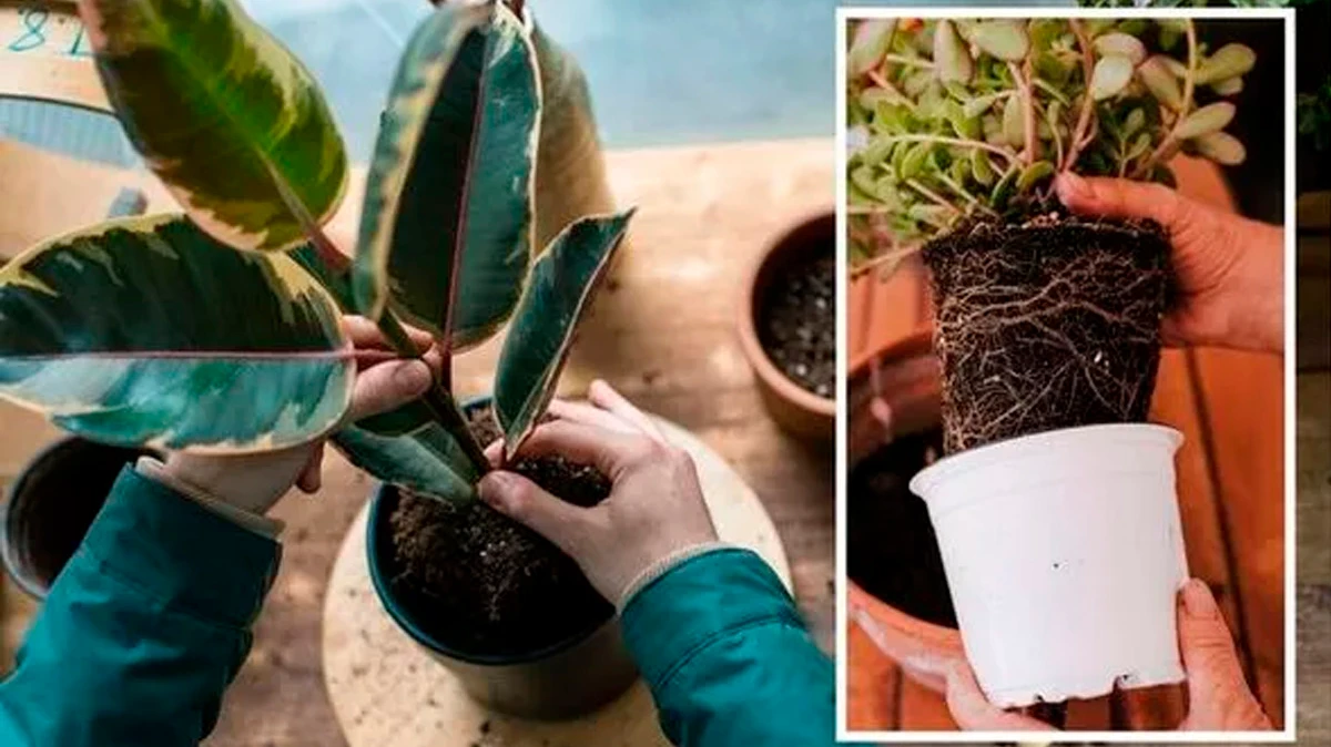 Как проверить, нуждается ли ваше комнатное растение в пересадке —и  быстро сделать это прямо сейчас пока за окном весна 