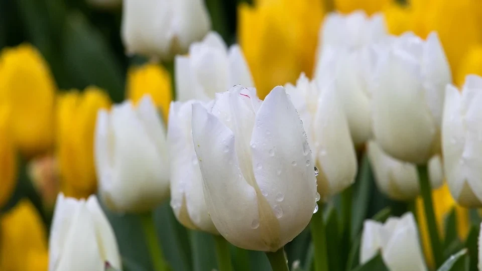 Для большинства сортов тюльпанов пик цветения приходится на конец апреля и май. Фото: pixabay.com