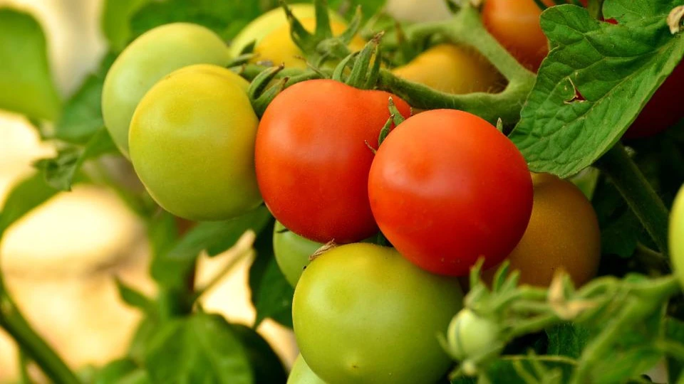 Как посадить томаты для более обильного урожая и купных плодов: эксперты назвали секрет - он у глубине посадки куста

