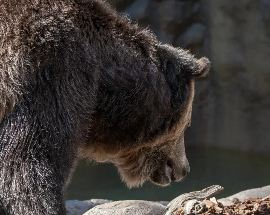 Медведь-людоед растерзал на кладбище жителя Приморья: Человек чудом вырвался