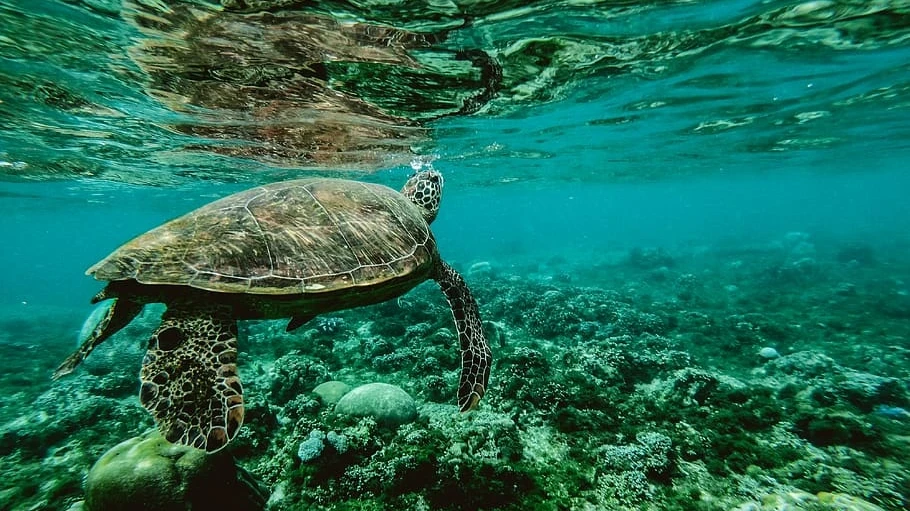 Международный день морской черепахи. Фото: piqsels.com