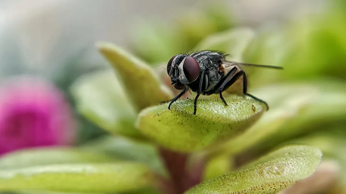 Хотя они не кусаются, мухи все же представляют угрозу для здоровья человека. Фото: Pexels.com