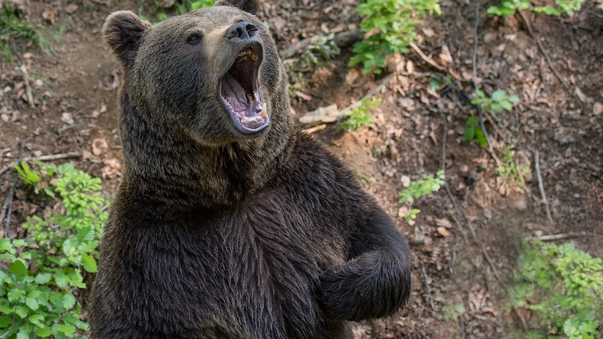 Медведи приближаются к Искитимскому району — жителей просят быть осторожными