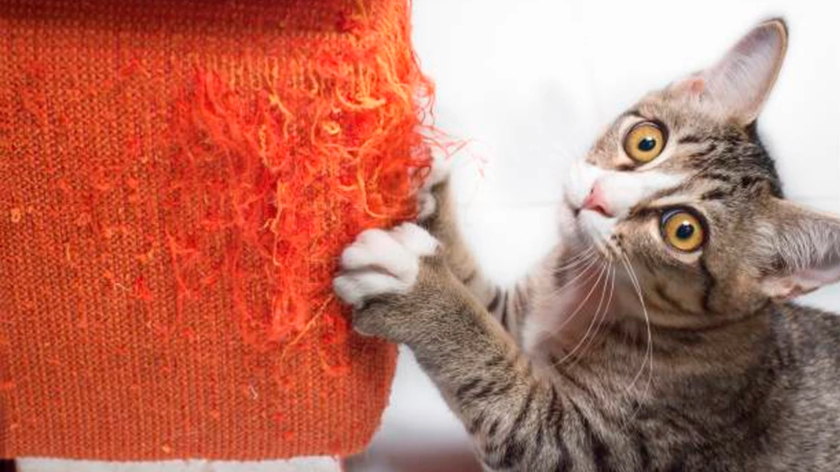 Проявление большой любви к вашей кошке повышает риск того, что она будет точить когти о диван, показало исследование