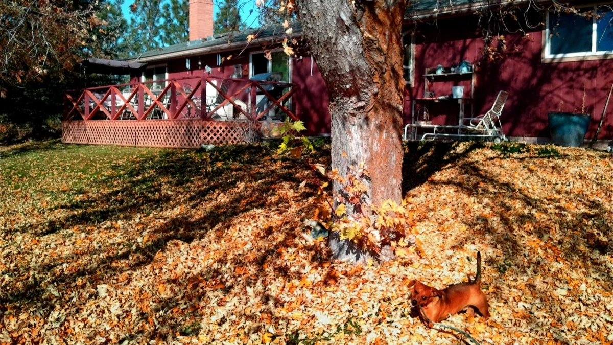 Три лучших способа убрать опавшие листья в саду ил на даче