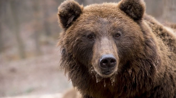 На Сахалине медведи ограбили вахтовиков и съели все консервы