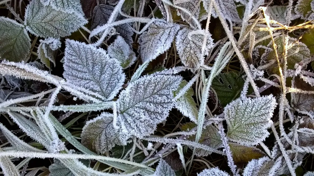 Готовьтесь к холодам: В декабре Новосибирскую область накроют аномальные морозы