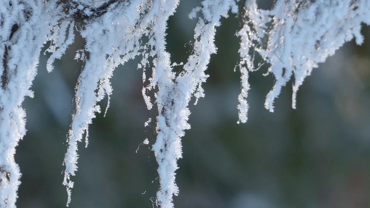 В Бердске 38-летний мужчина ушел в лес и замерз насмерть рядом с лыжной базой «Метелица»