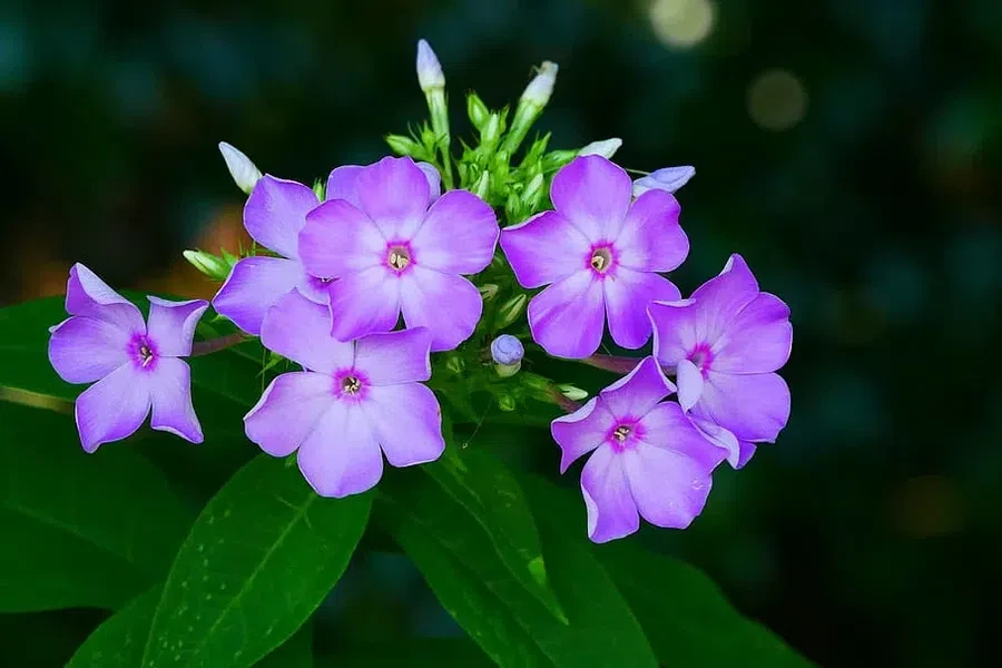 Ночью и утром при прояснениях туманы