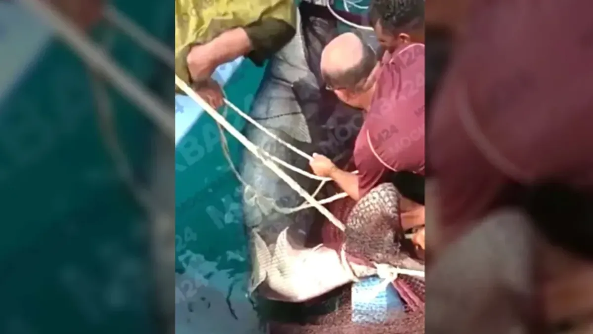 Как выглядит тигровая акула, убившая Владимира Попова в Хургаде – хищника планируют отдать в музей и поставить памятник – шокирующие снимки трагедии