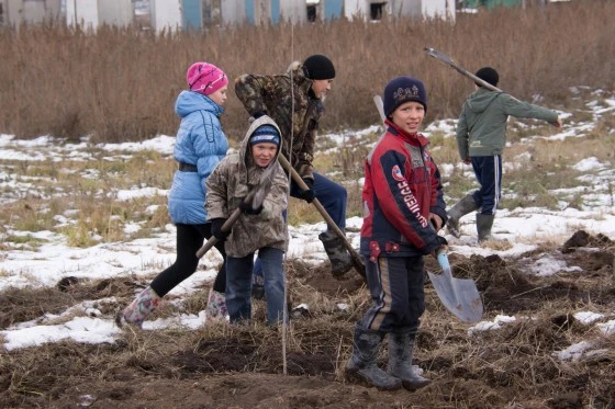 Деревья высадили вдоль технологической дороги