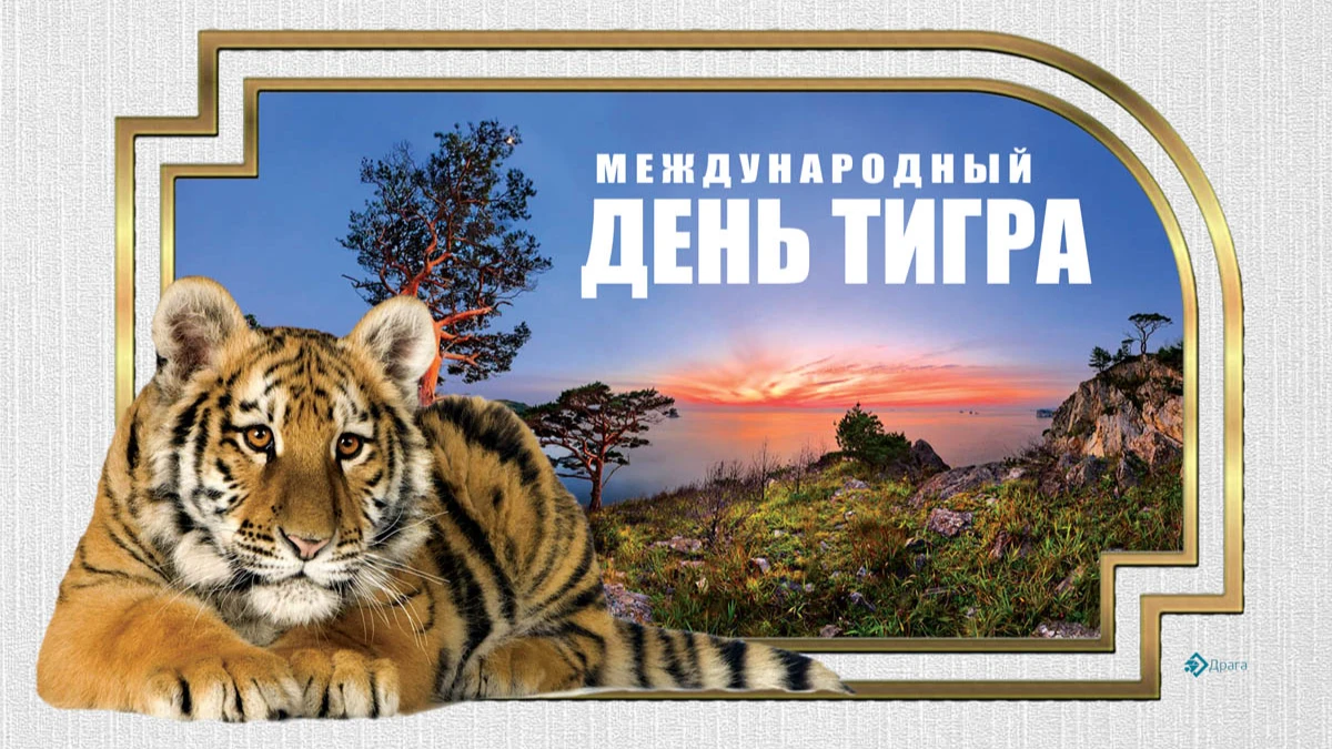 Tiger today. День тигра. День тигра на Дальнем востоке. Праздник Амурский тигр. День Амурского тигра.