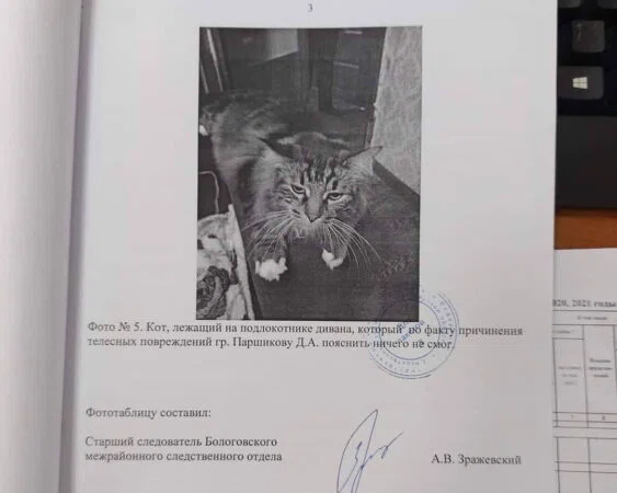 Кот не ответил на вопросы следователей