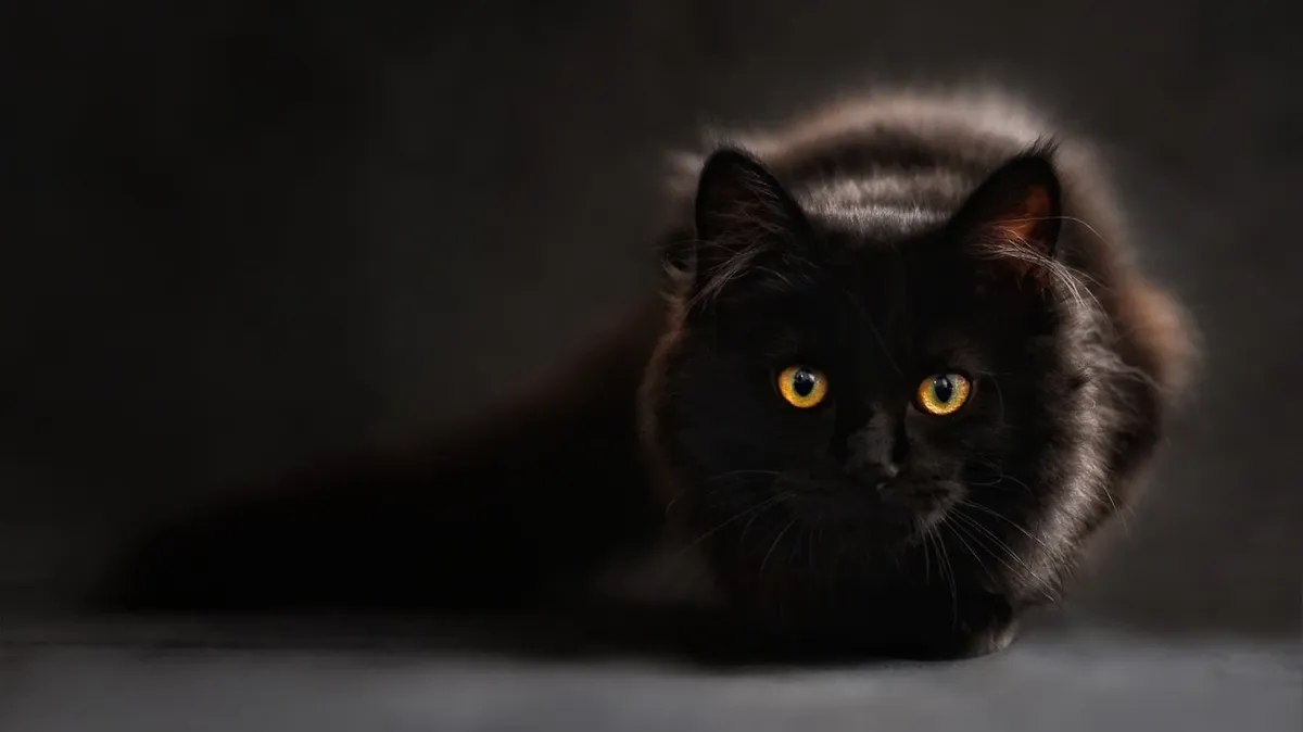 Почему в этот день не стоит бояться черной кошки. Фото: www.pexels.com