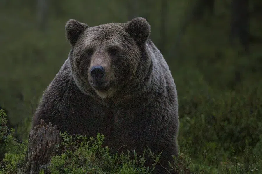 Власть разрешила застрелить единственного бурого медведя под Новосибирском. Почему, рассказываем