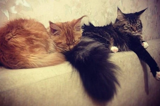 Коты останутся вместе