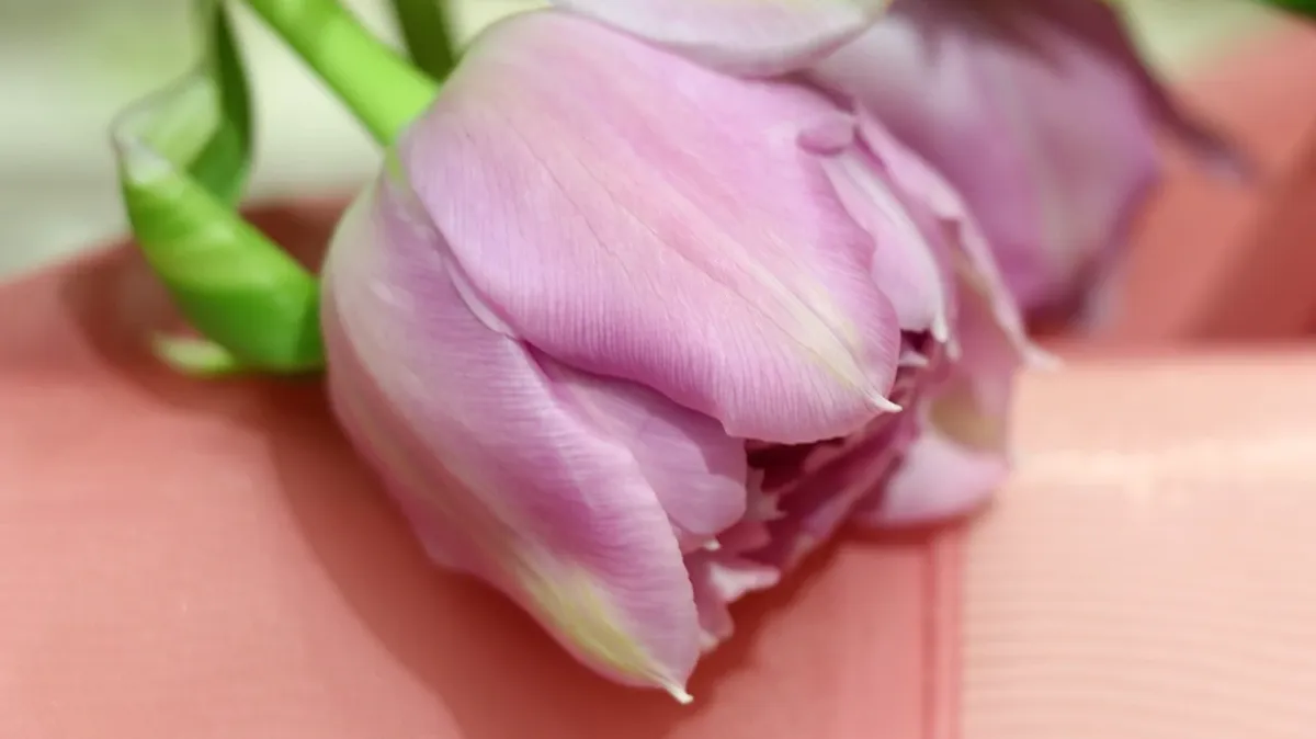 Какие цветы точно нельзя дарить женщинам на 8 марта: почему хризантемы, ландыши и гвоздики принесут несчастья 