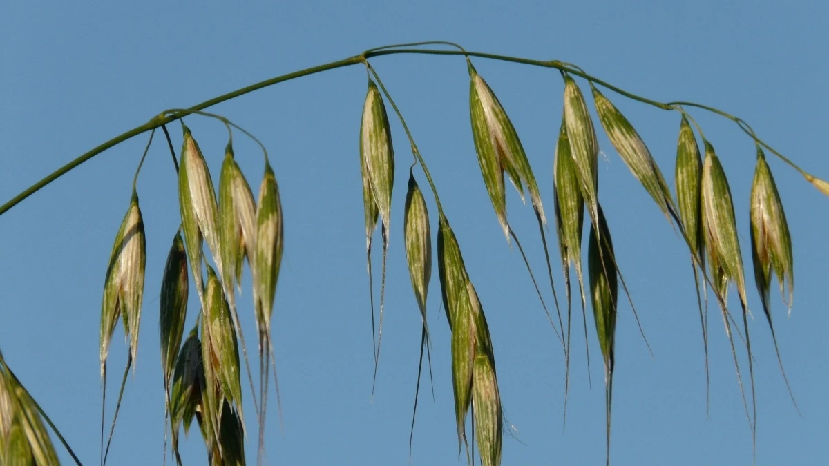 Овес считался самой ценной зерновой культурой. Фото: pxhere.com