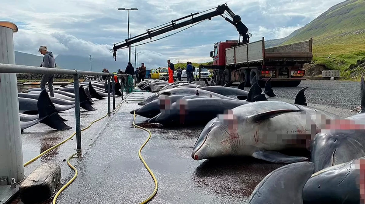 Жители Фарерских островов убили 100 дельфинов в рамках ритуальной традиционной охоты. В 2021 году за один день такого «зверства» островитяне уничтожили копьями 1400 афалин 